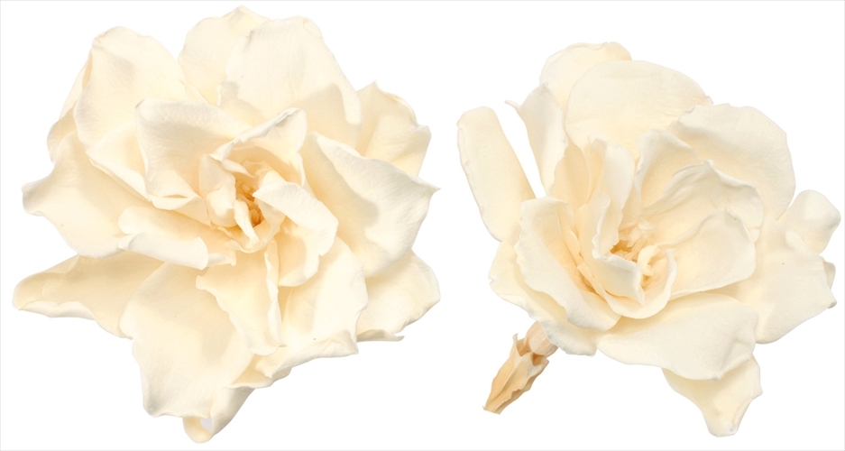 日本不凋梔子花 01060-011