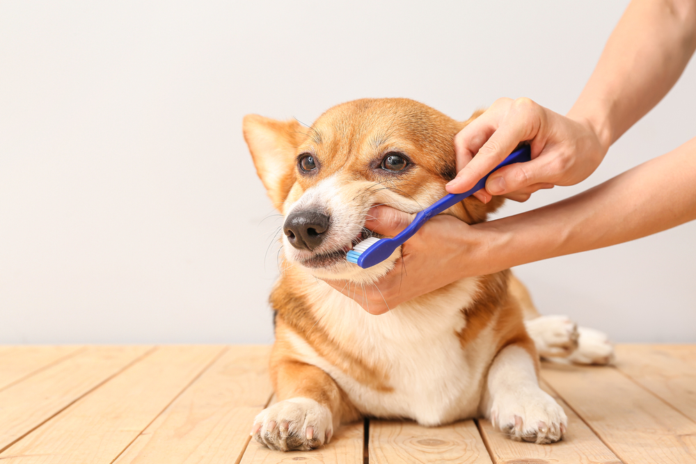 定時幫狗狗刷牙可預防牙周病發生