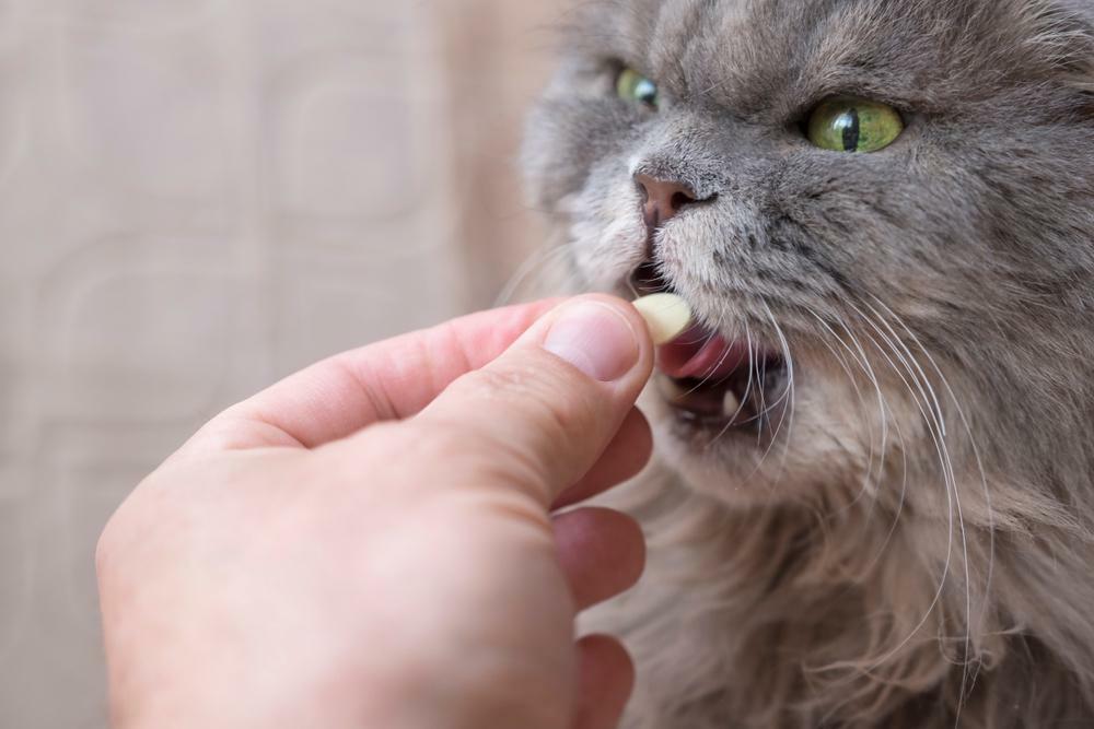 貓口炎初期治療多以清潔搭配藥物