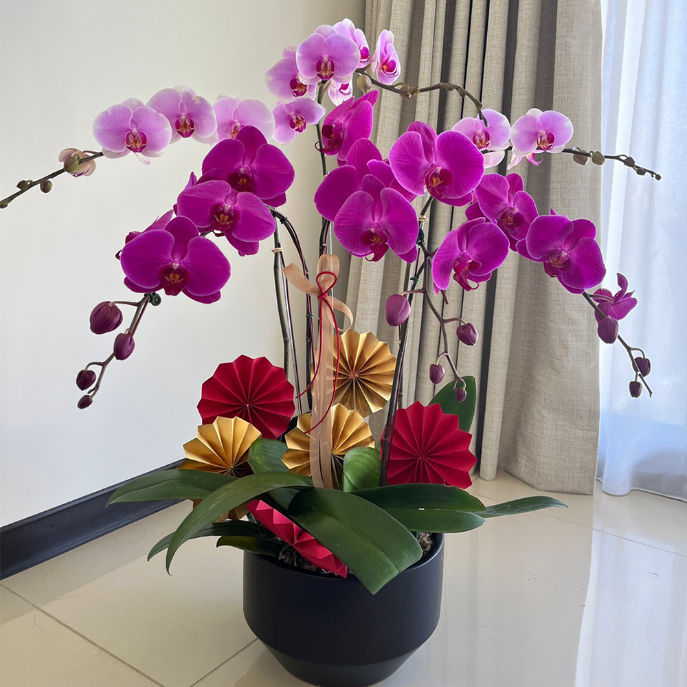 蘭花禮盆 雙色搭配大朵籃花盆景