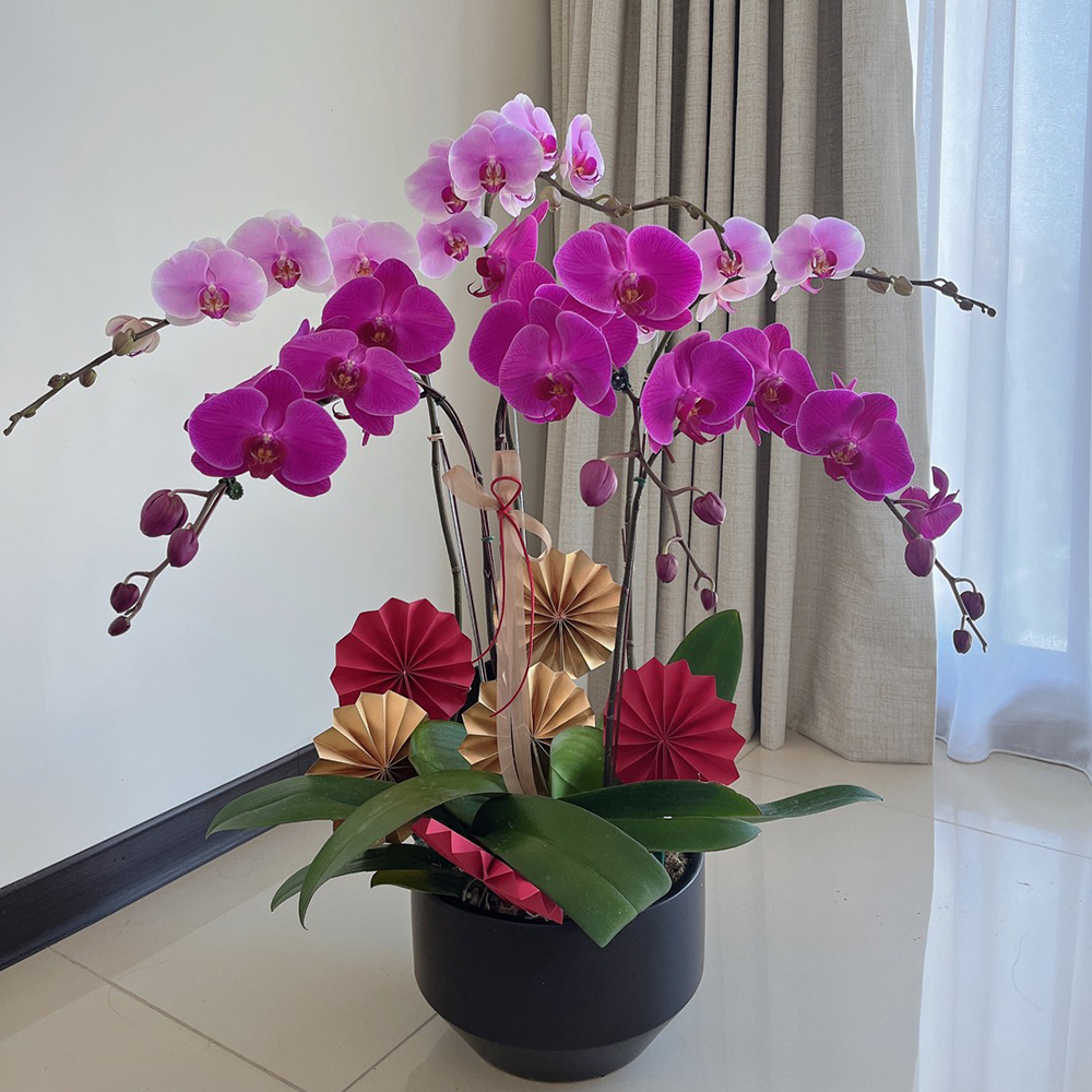 蘭花禮盆 雙色搭配大朵籃花盆景