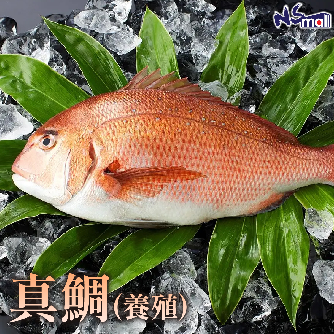 真鯛(養殖) 約1.5-2kg/條