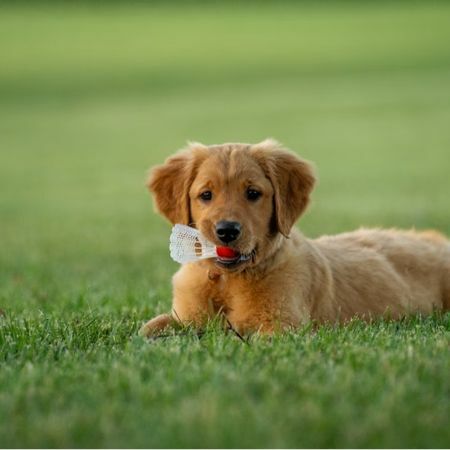 在草地上的黃金獵犬