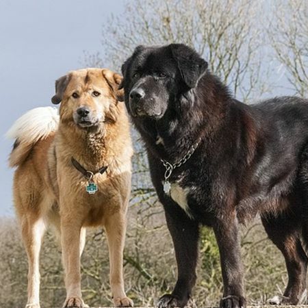 黑色巨型大型犬西藏獒犬