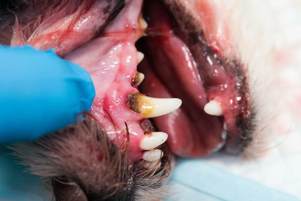 狗狗牙齒黑黑的是牙周病常見徵兆之一