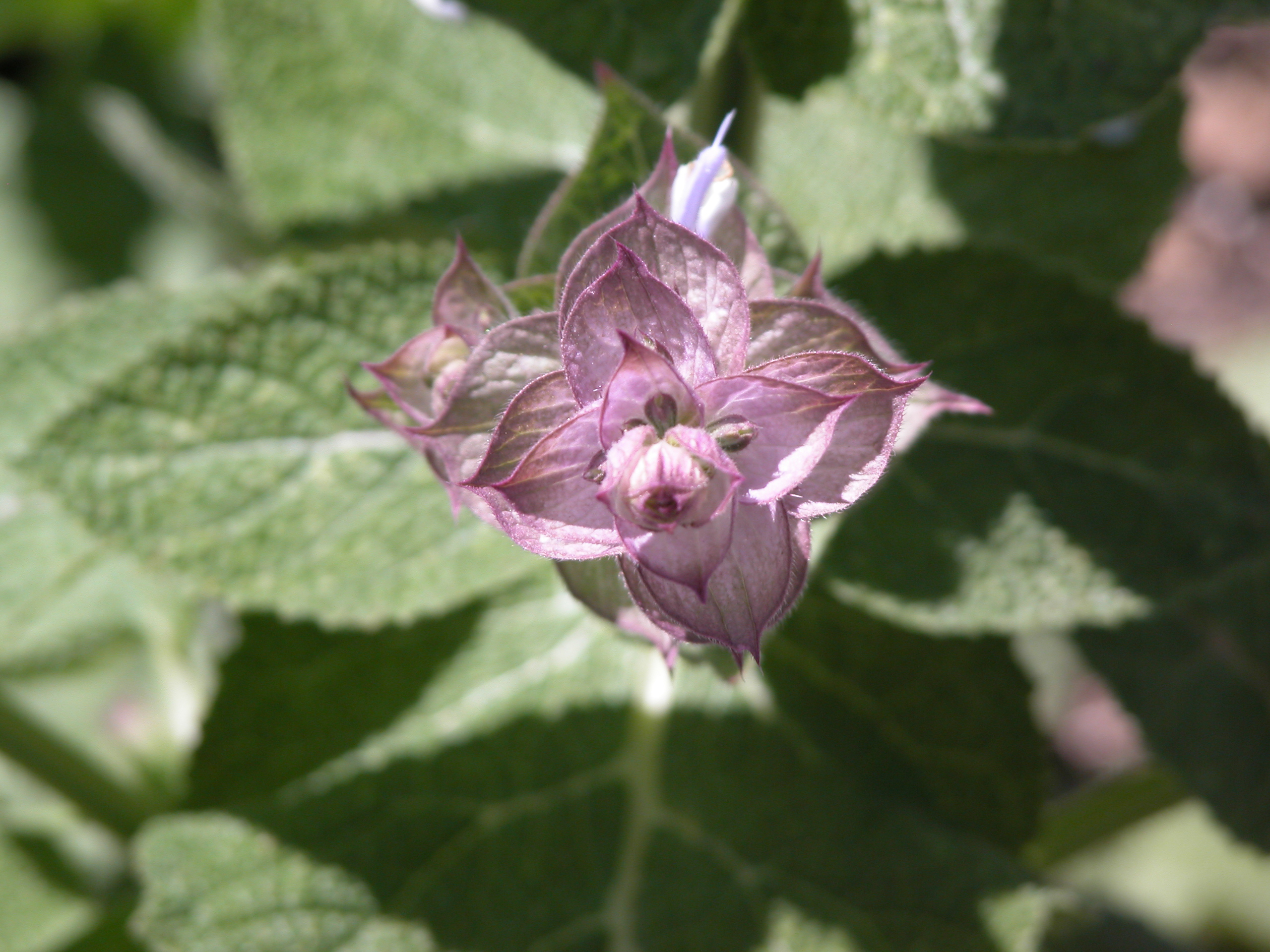 快樂鼠尾草 10ml