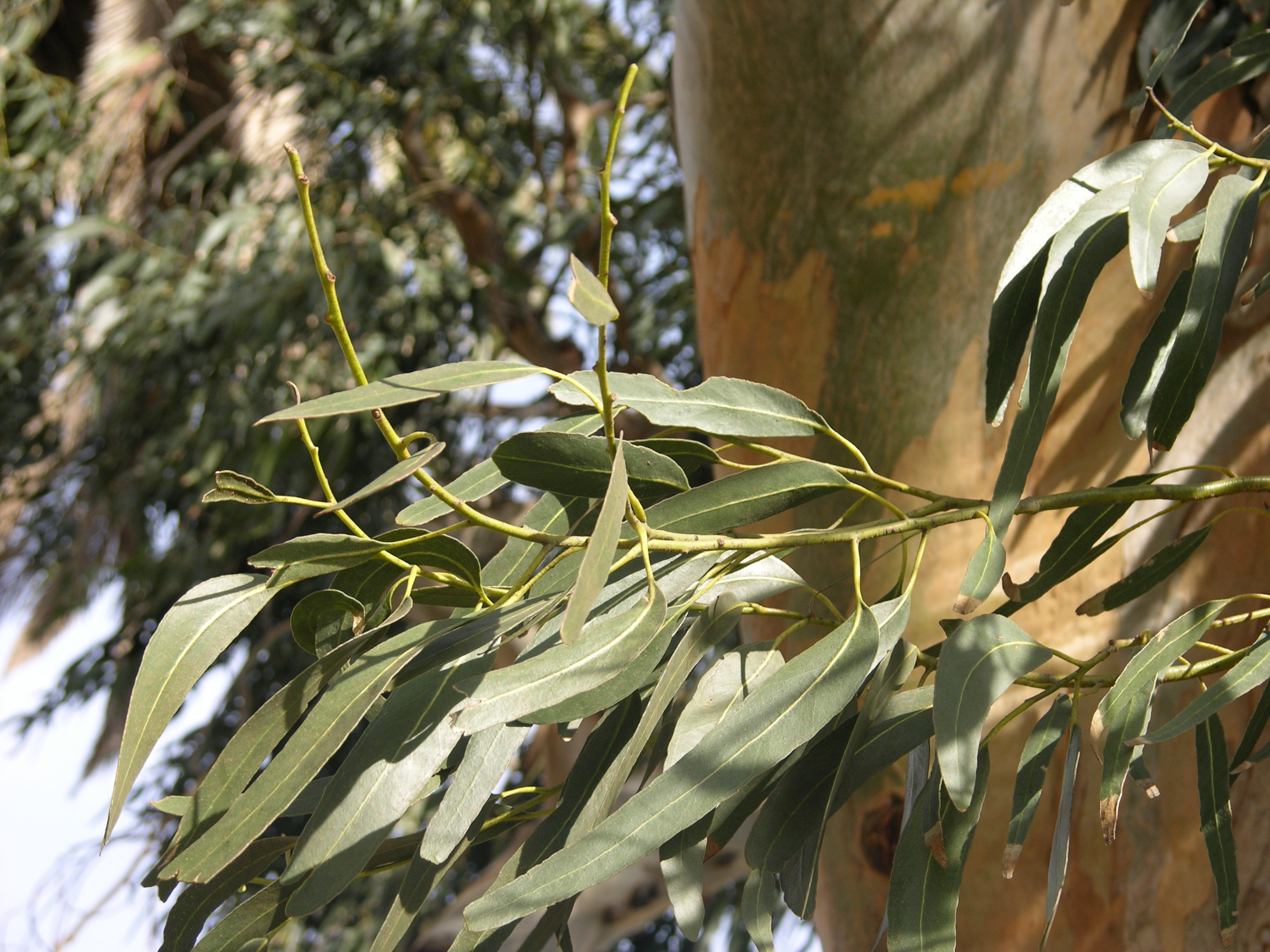 澳洲尤加利 10ml