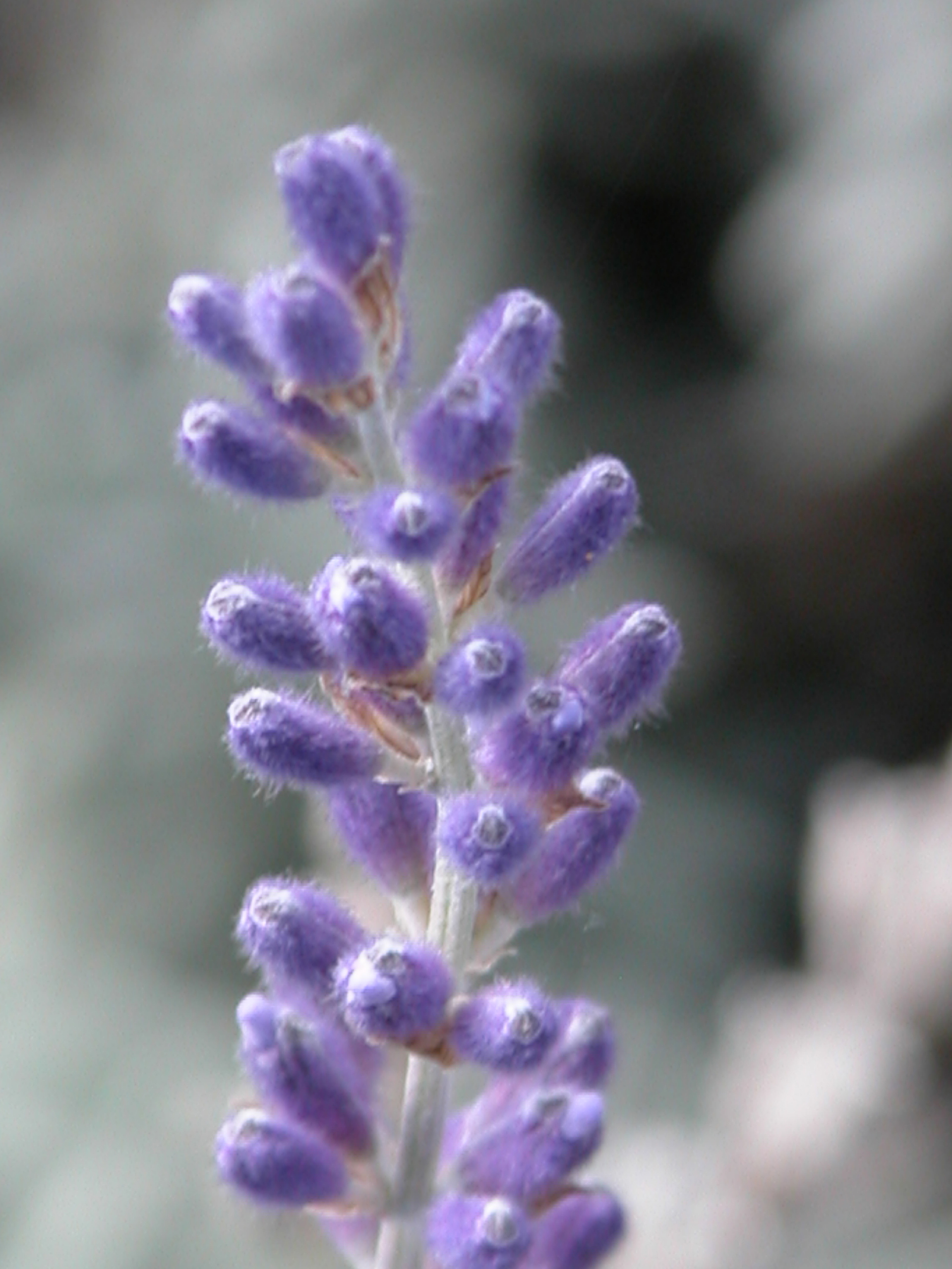 真正薰衣草 10ml