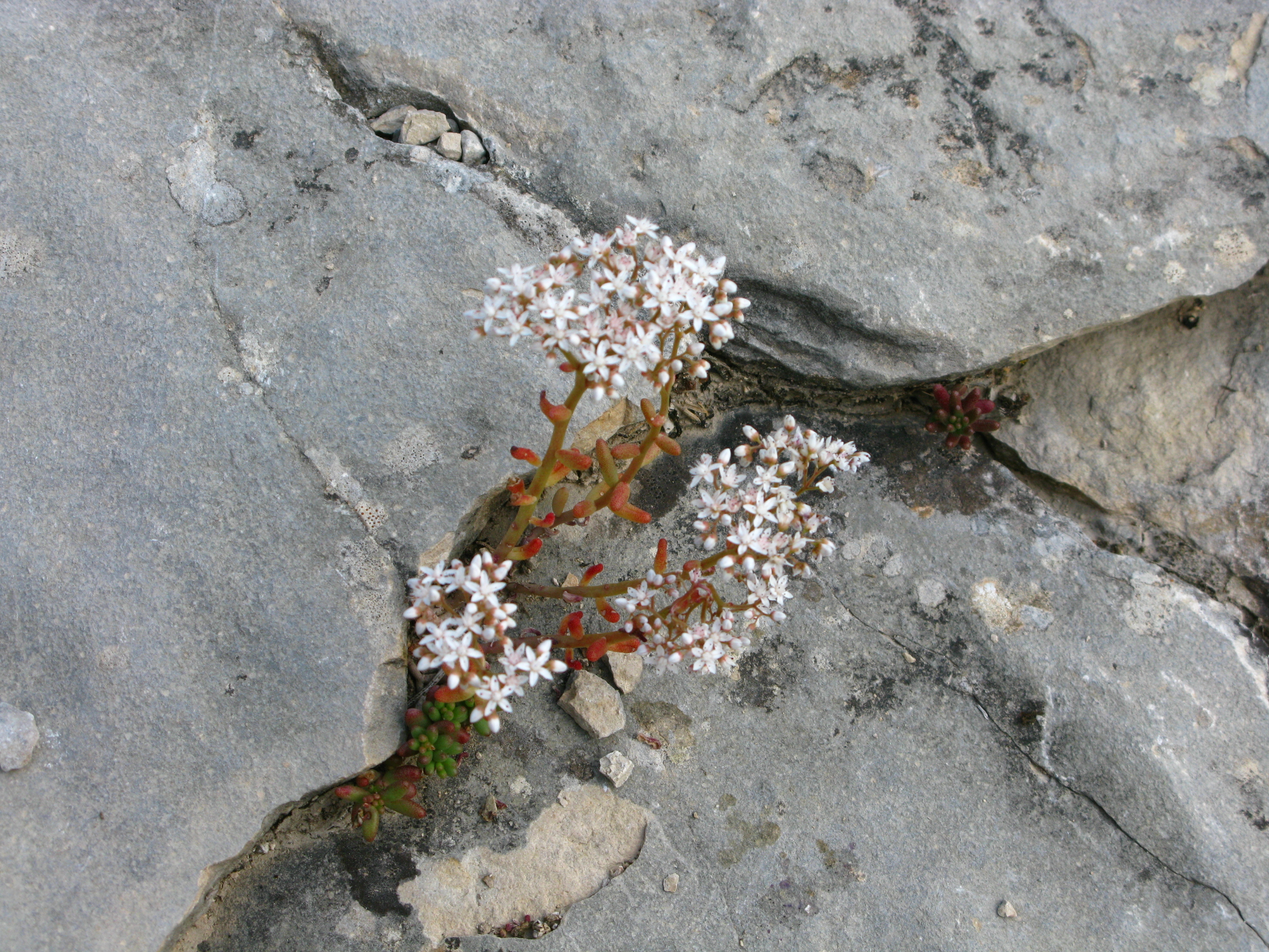 沉香醇百里香 5ml