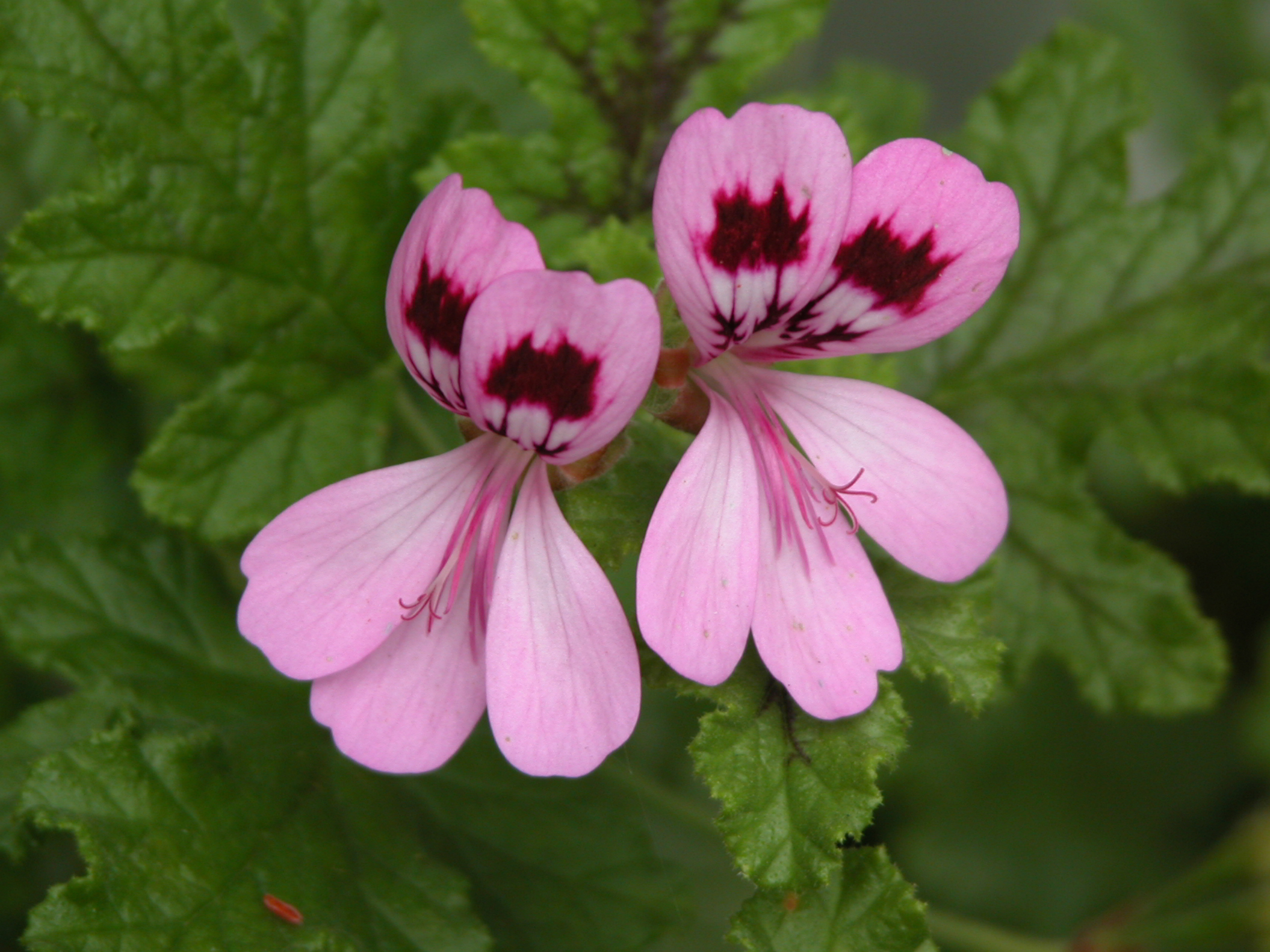 波旁天竺葵 10ml