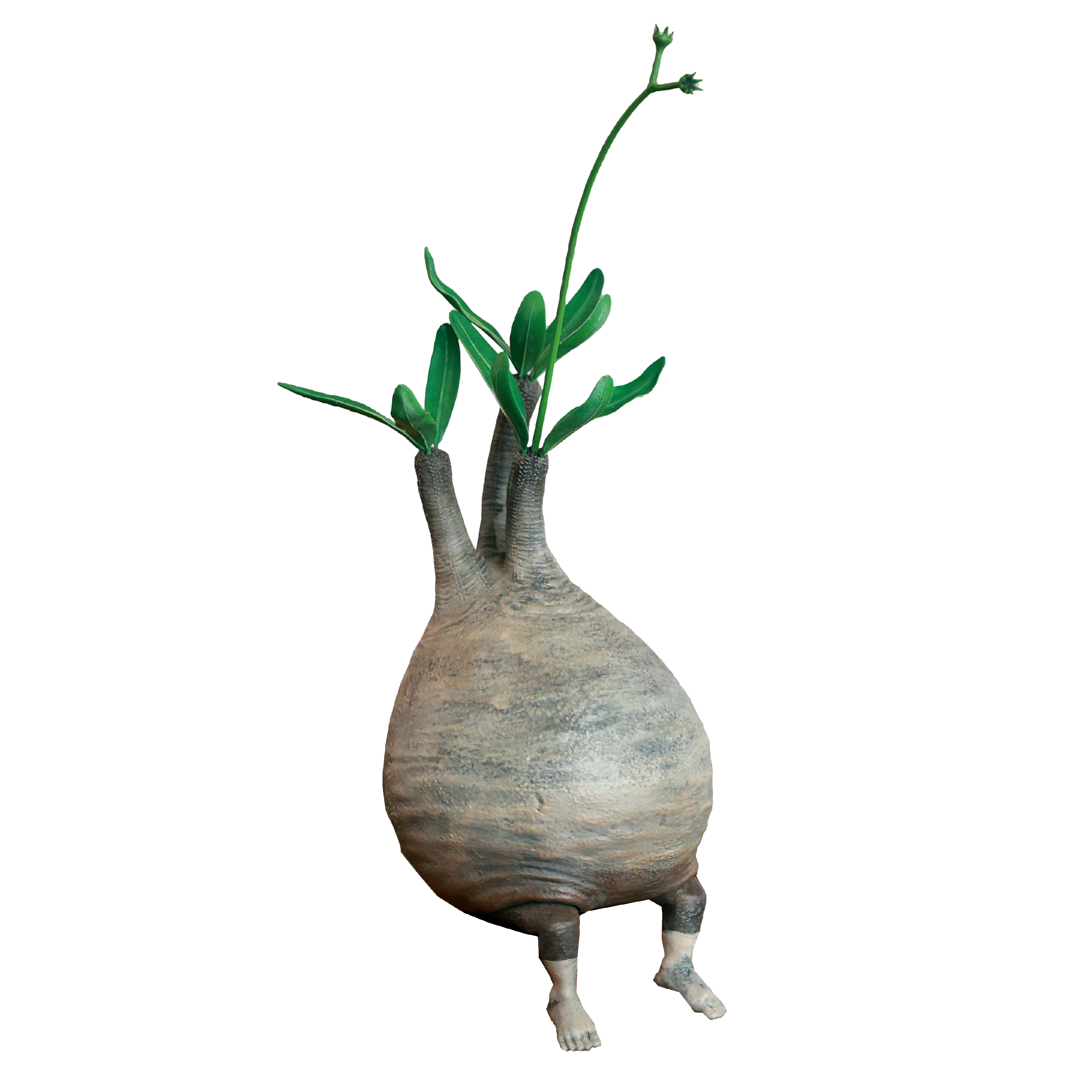 OZWRT Spirit of Pachypodium(dioscorea)