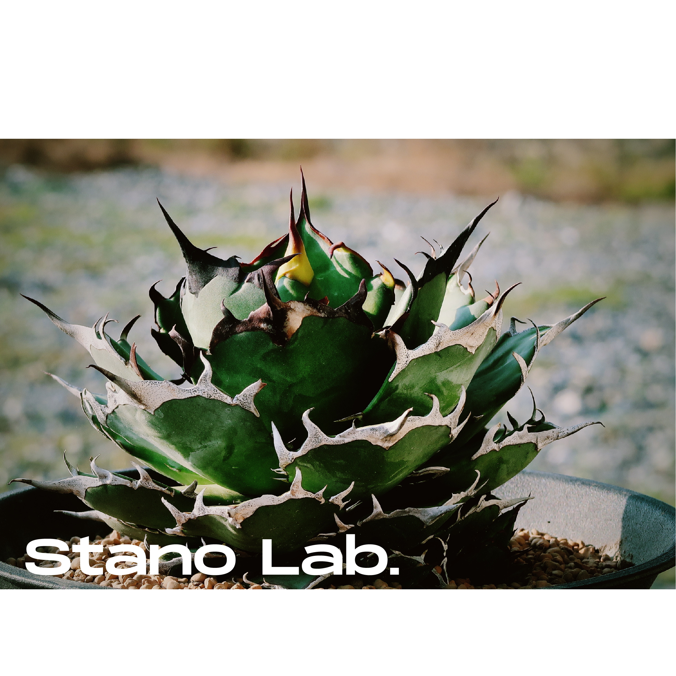 アガベ チタノタ 巧克力之吻 チョコレートキッス 子株