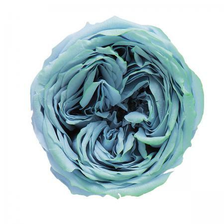 日本不凋庭園玫瑰 02463-675