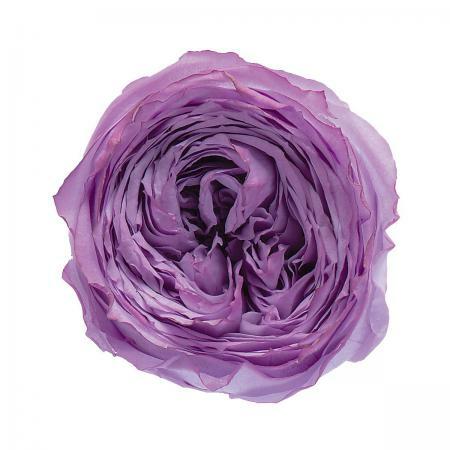 日本不凋庭園玫瑰 02463-445