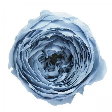 日本不凋庭園玫瑰 02460-671