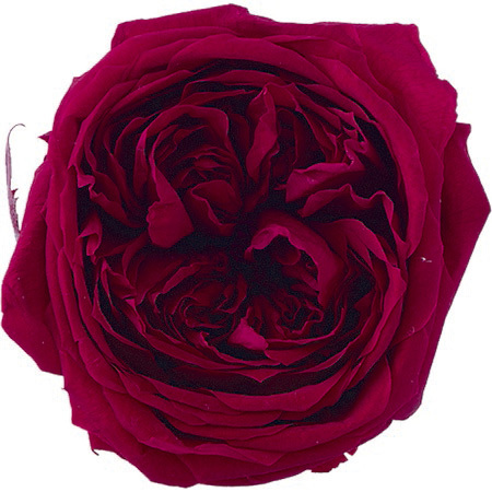 日本不凋庭園玫瑰 02460-471