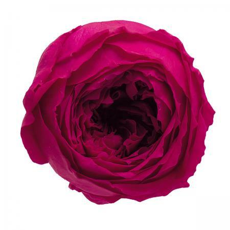 日本不凋庭園玫瑰 02460-272