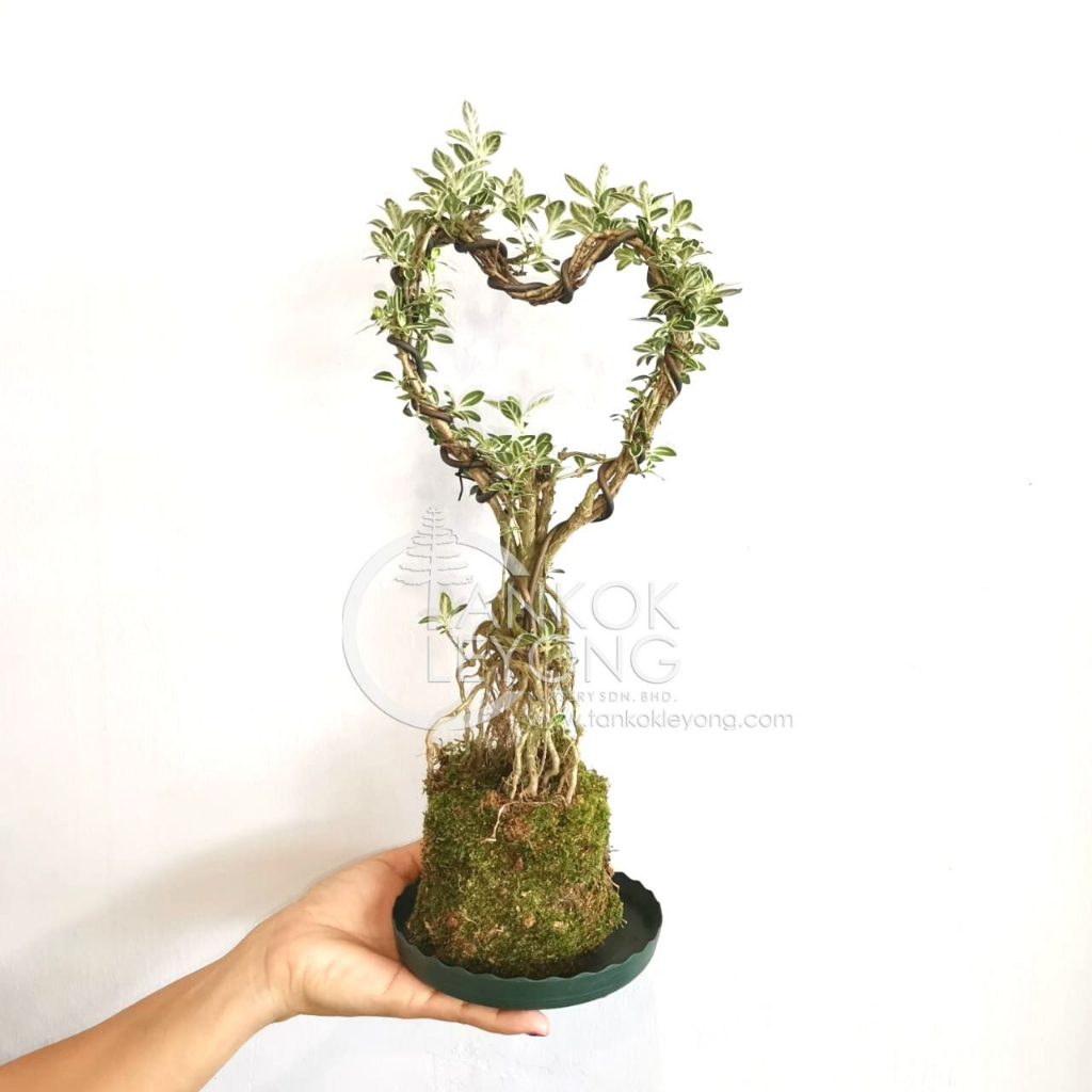 TKL - 🌱Natural Moss🌱 Bonsai Serissa Foetida Love Shaped