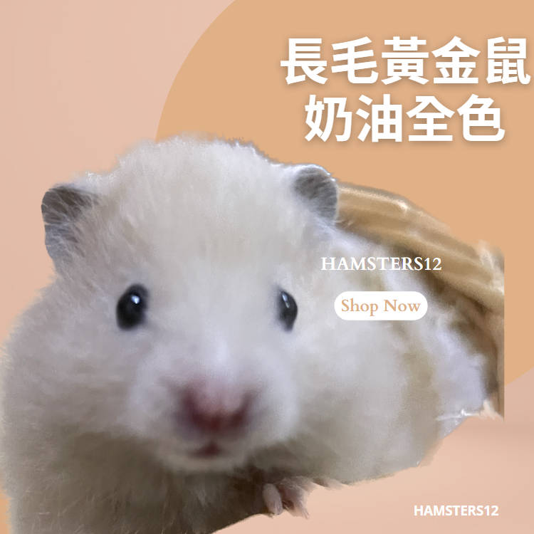 Cream hamster