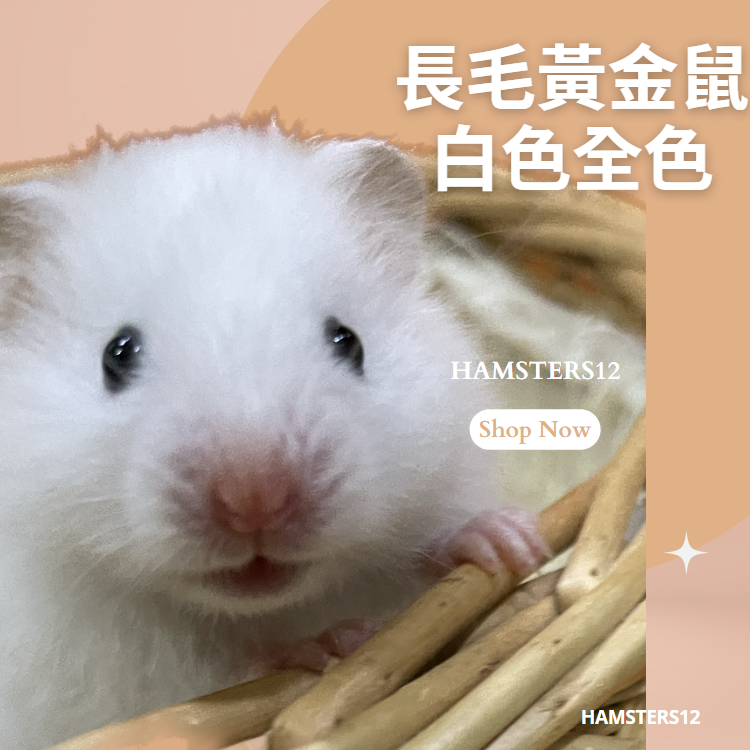 長毛黃金鼠   白色 敘利亞倉鼠/黃金鼠/Hamsters12 鼠1鼠2