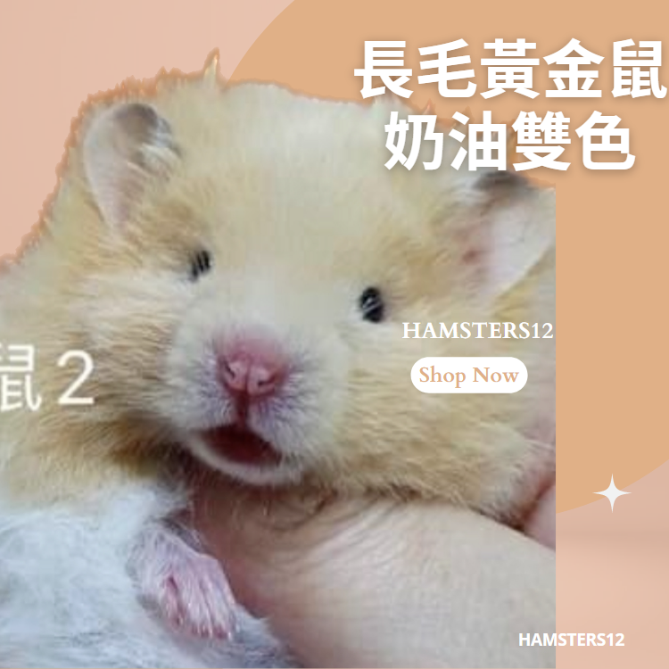 Cream hamster