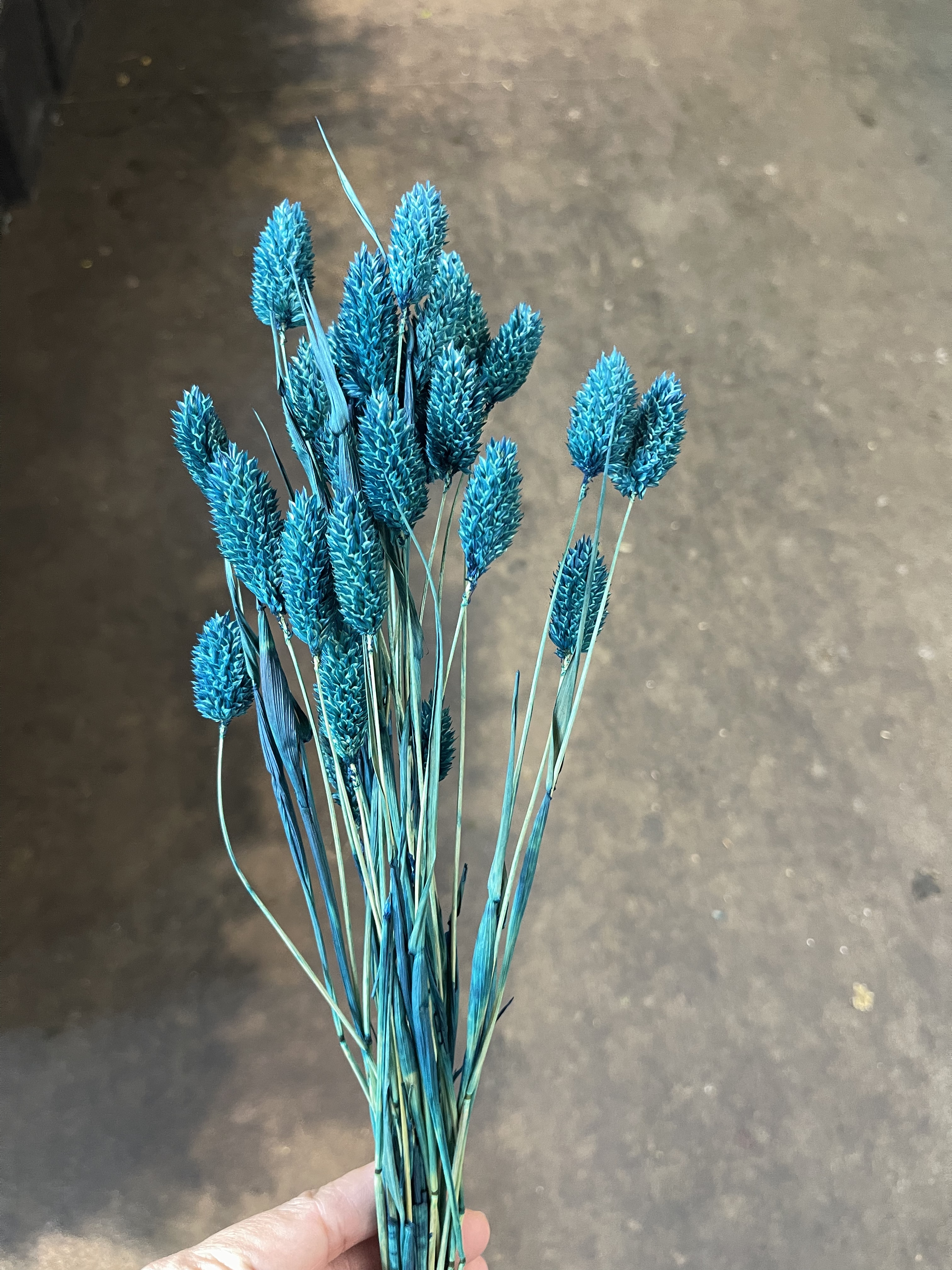 日本乾燥加那利 42020-630 