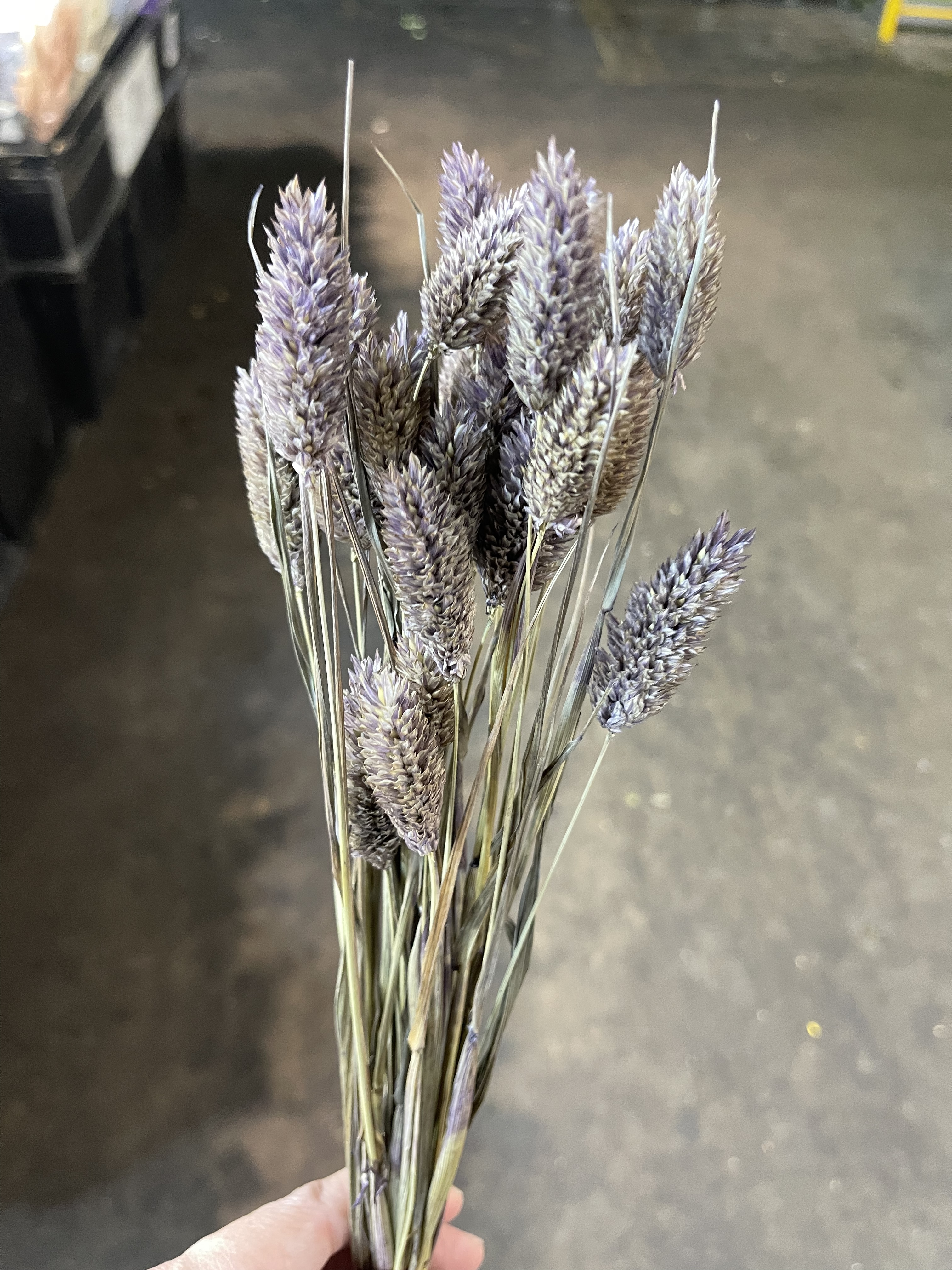 日本乾燥加那利 42020-400 