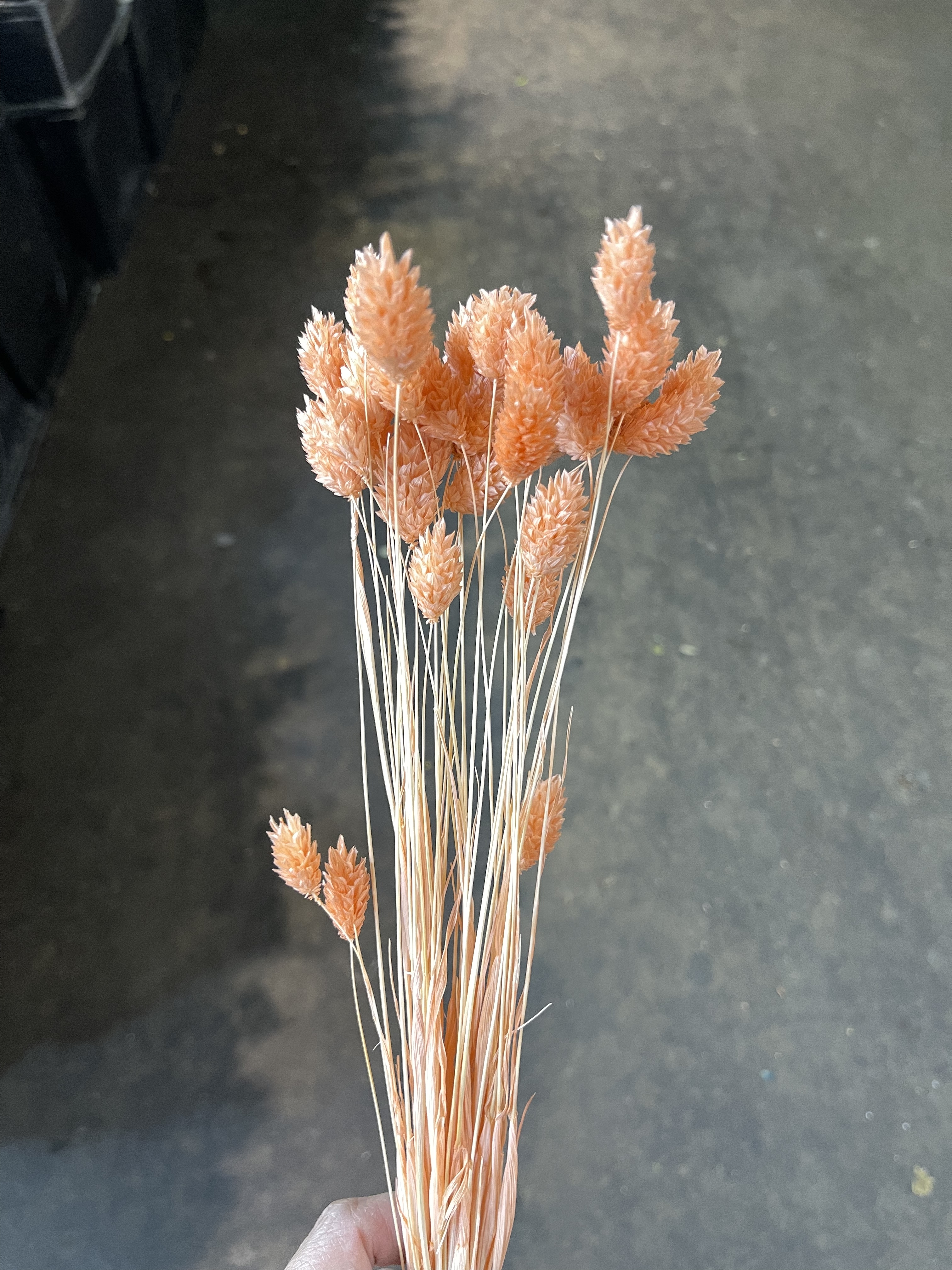 日本乾燥加那利 42020-371 