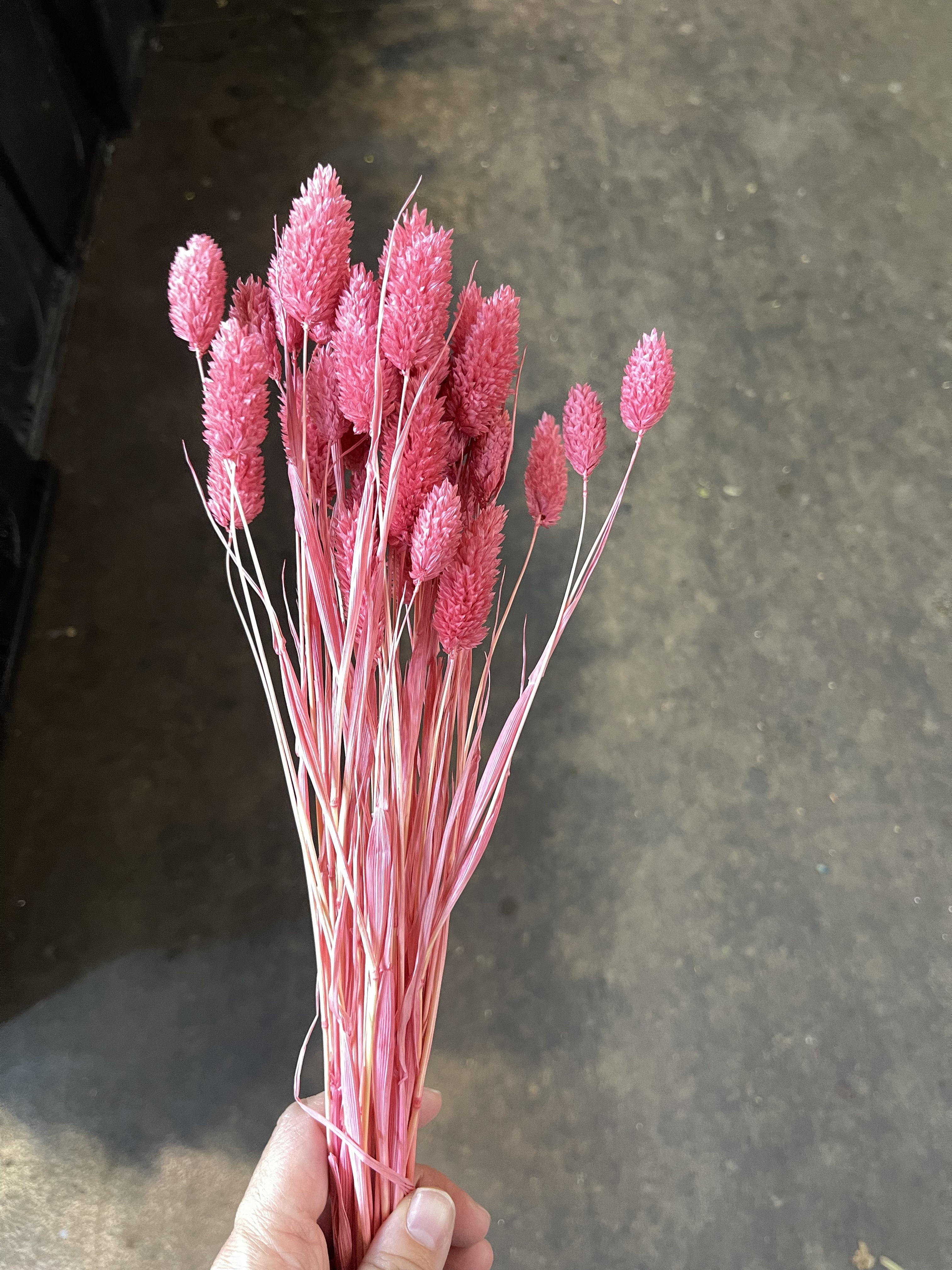 日本乾燥加那利 42020-211 