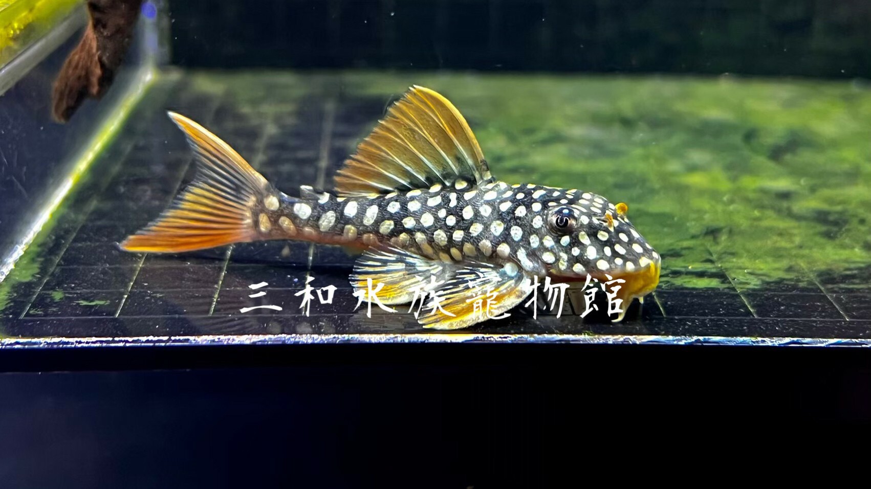 黃金達摩