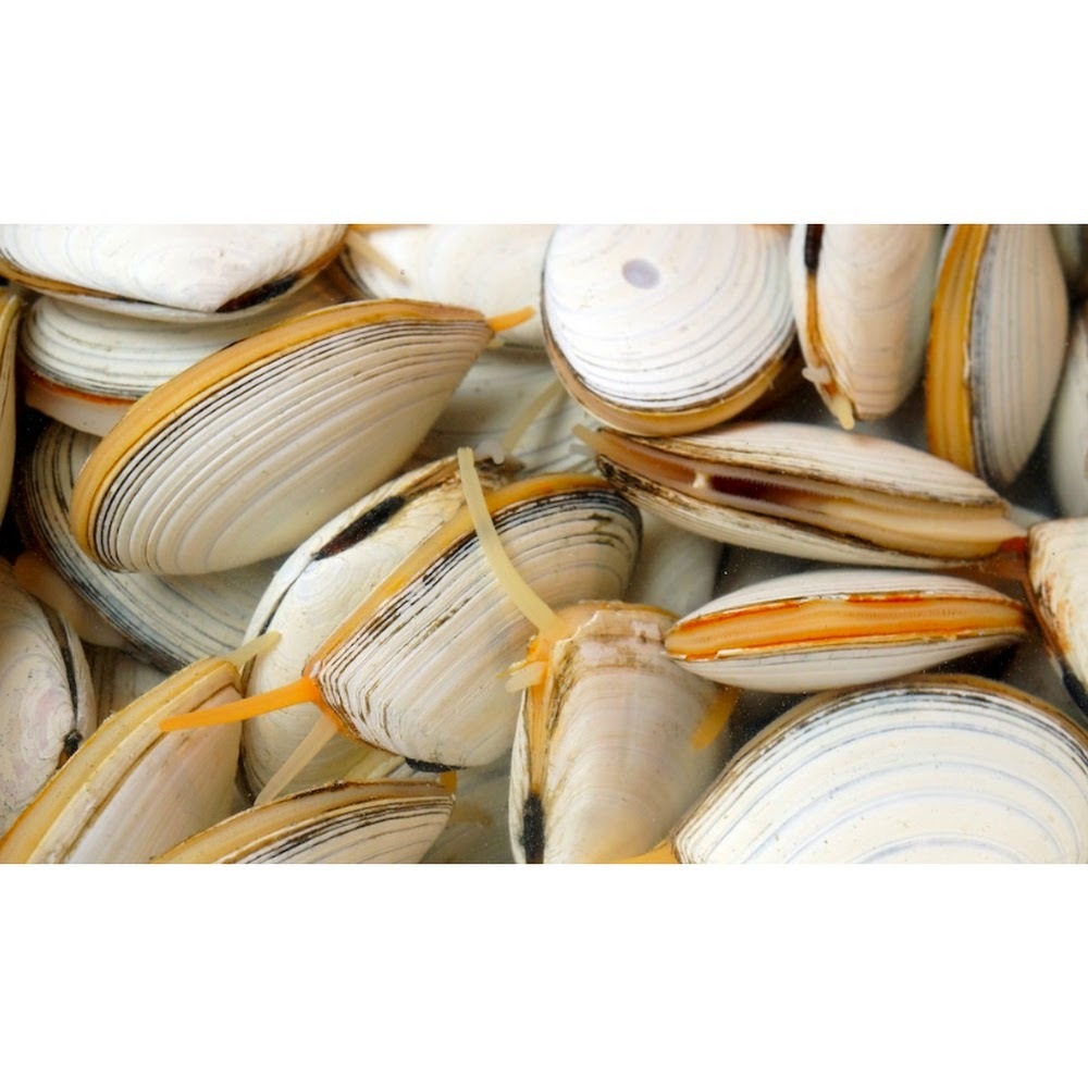 鮮白貝 -- 每500g