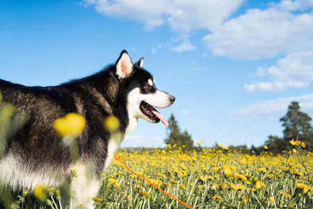 草地中的阿拉斯加雪橇犬