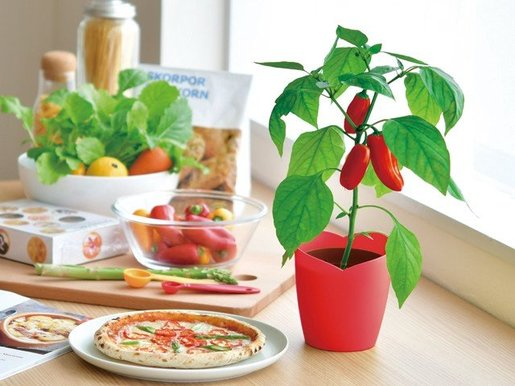 SeiShin 迷你辣椒盆栽