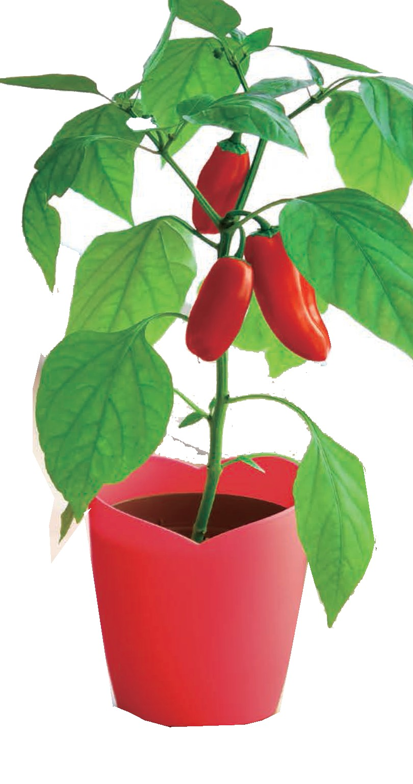 SeiShin 迷你辣椒盆栽