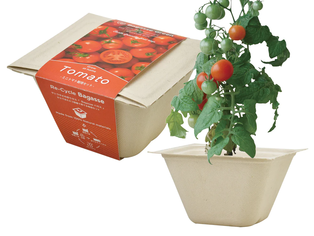 Seishin BAGASS GREEN ECO 甘蔗渣環保紙盆盆栽| 四款可選 蘿蔔 迷你紅蘿蔔 菠菜 迷你蕃茄|家居辦公室盆栽| 日本製造