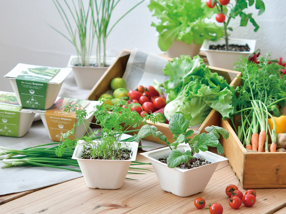 Seishin BAGASS GREEN ECO 甘蔗渣環保紙盆盆栽