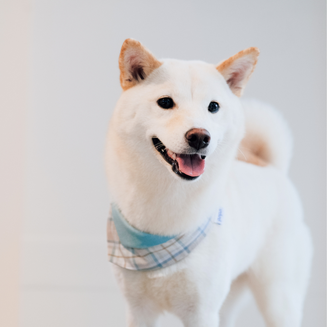 PuriPuri® 寵物領巾 - 藍莓乳酪