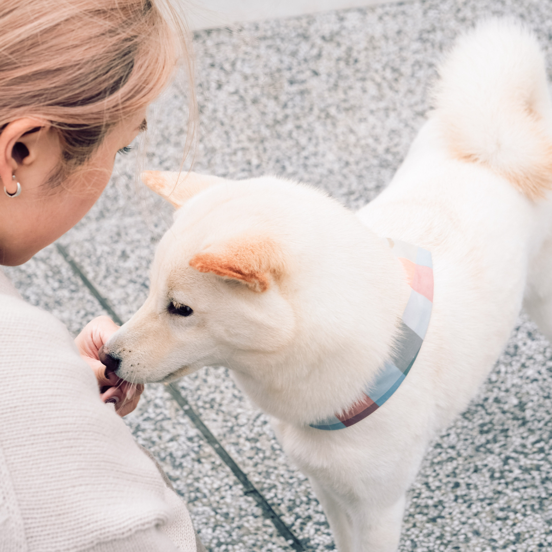 PuriPuri® 寵物領巾 - 彩虹軟糖