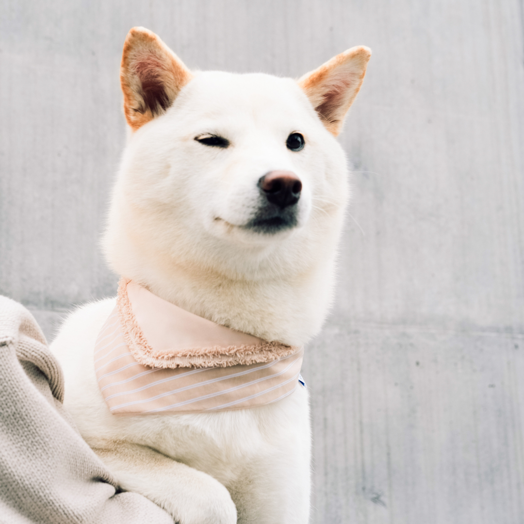 PuriPuri® 寵物領巾 - 奶油泡芙