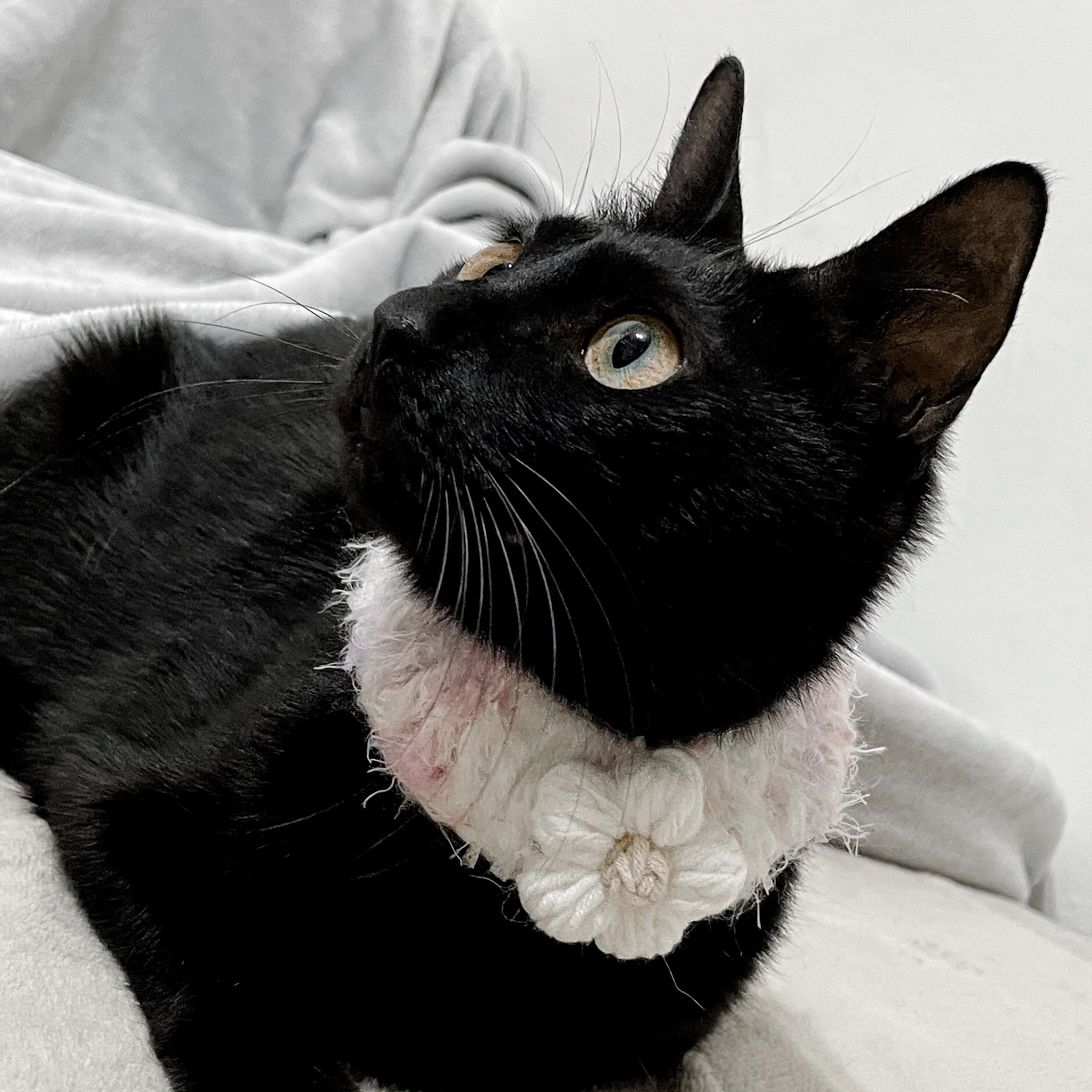 毛毛泡芙|繽紛系列