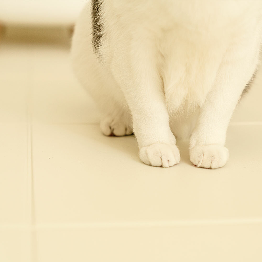 預購商品《 GURUGURU 》寵物折疊防滑地墊