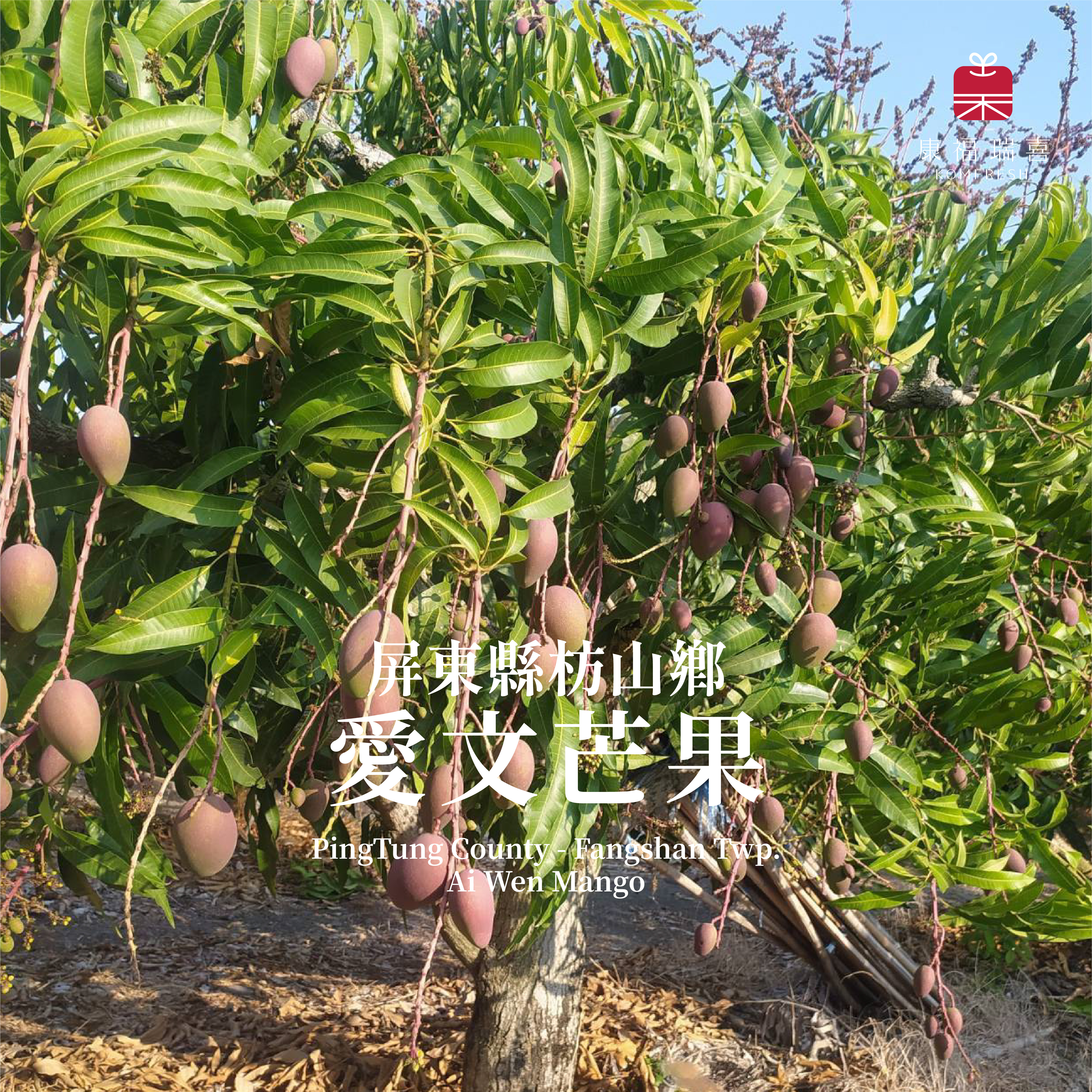 屏東枋山鄉 | 愛文芒果 | 產地直送