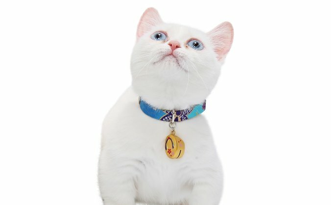 Amoworks  項圈  木屐項圈