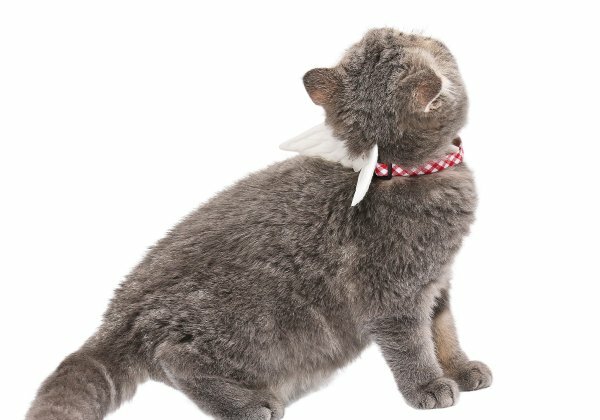 Amoworks  項圈  天使與惡魔第二版