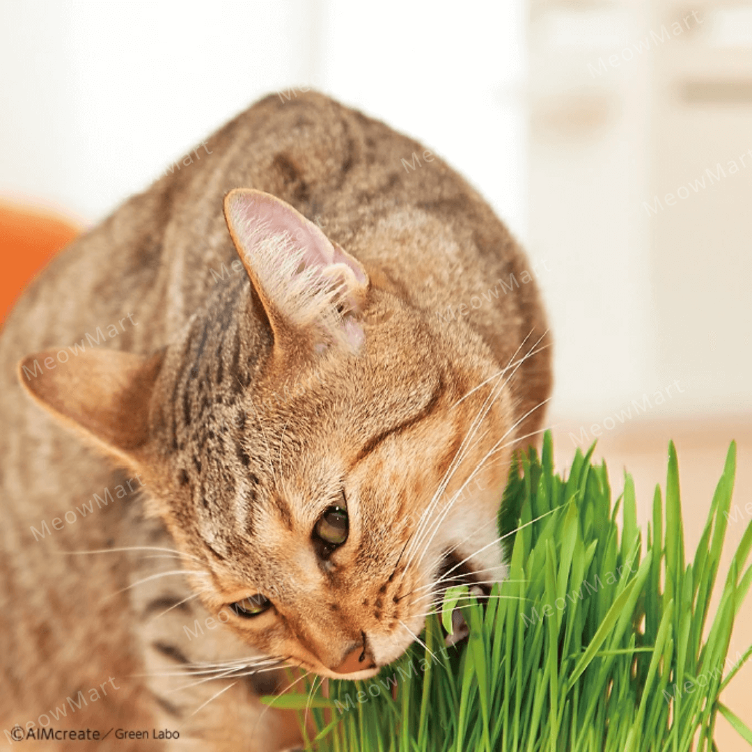 Green Labo - Dog & Cat Grass Set (Made In Japan)