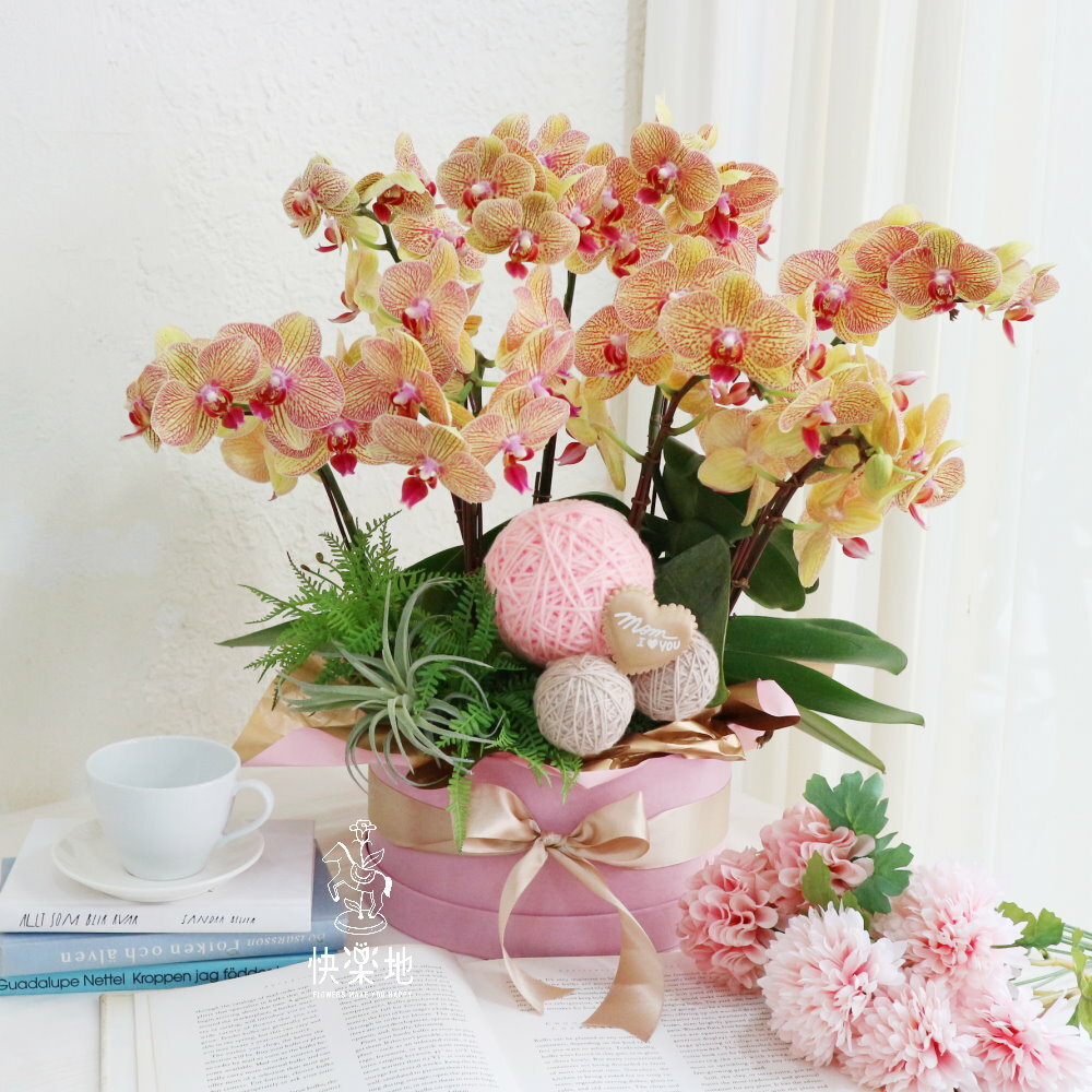 ❖獨家❖ 獻上給妳的溫暖 I 蘭花禮盒 OP230600