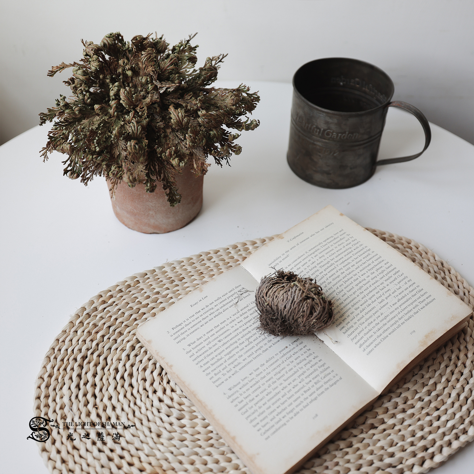 正宗美國進口 神奇復活草（耶利哥的玫瑰）Anastatica