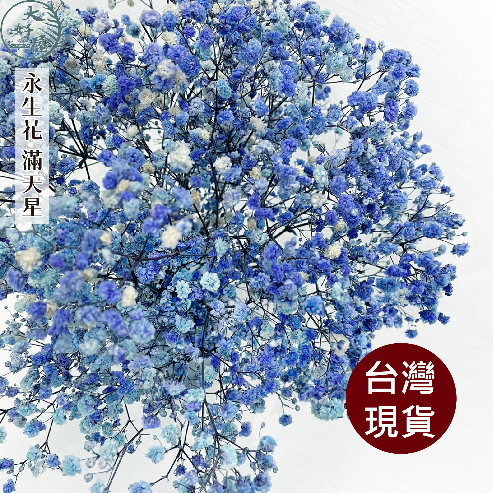 永生滿天星【大】