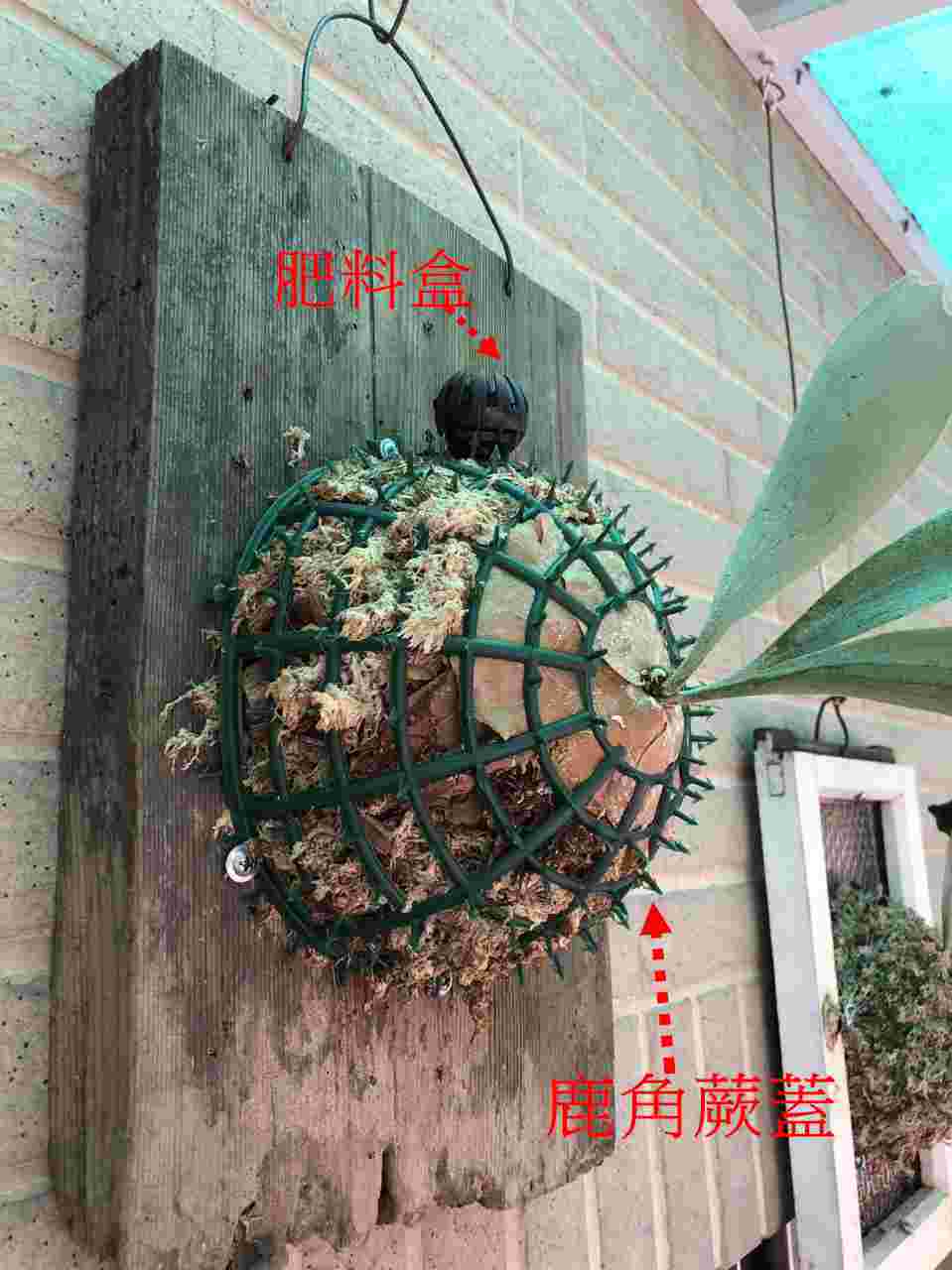 【UCI電子】(W左) 鹿角蕨種植罩 蝴蝶蘭固定罩 水草懸浮球 鹿角蕨 蝴蝶蘭 固定罩 肥料盒 肥料Q