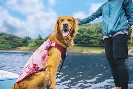 黃金獵犬穿著寵物抗UV涼感衣